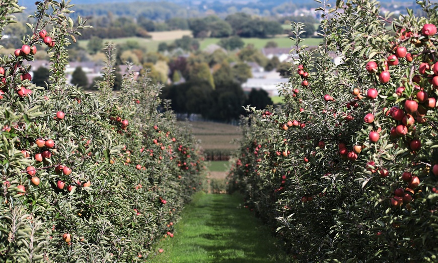 Image 6: Set di 5 alberi da frutta 