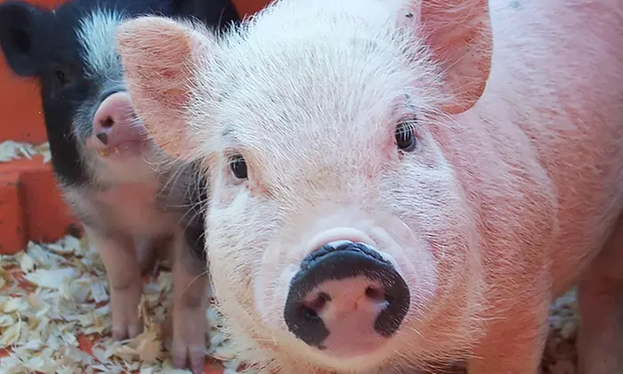 Up to 31% Off Petting Zoo Farm Experience at Green Meadows