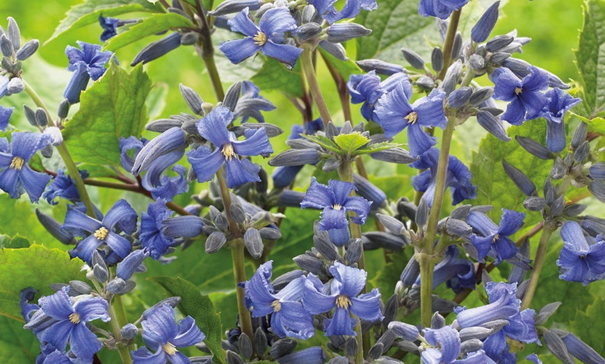 Image 8:  Clematis All Seasons Collection 7cm potted Plants