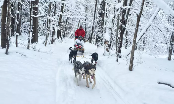 Intro to Dog Sledding Adventure at Toronto Adventures (Up to 23% Off) - Primary Image