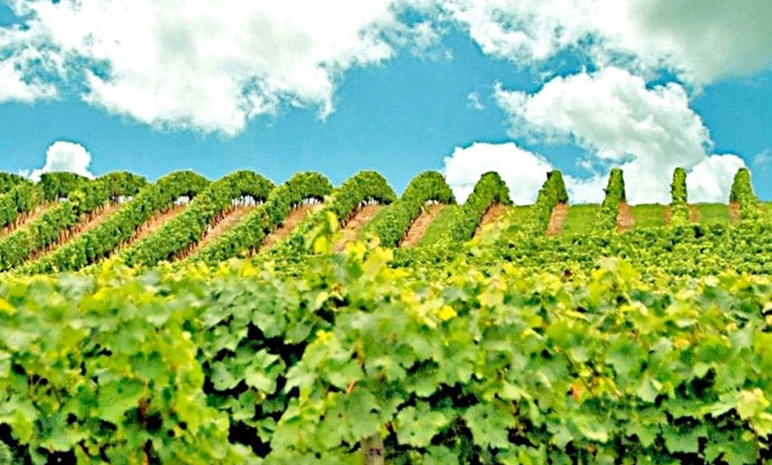 Image 4: Visita a bodega con cata de vinos 