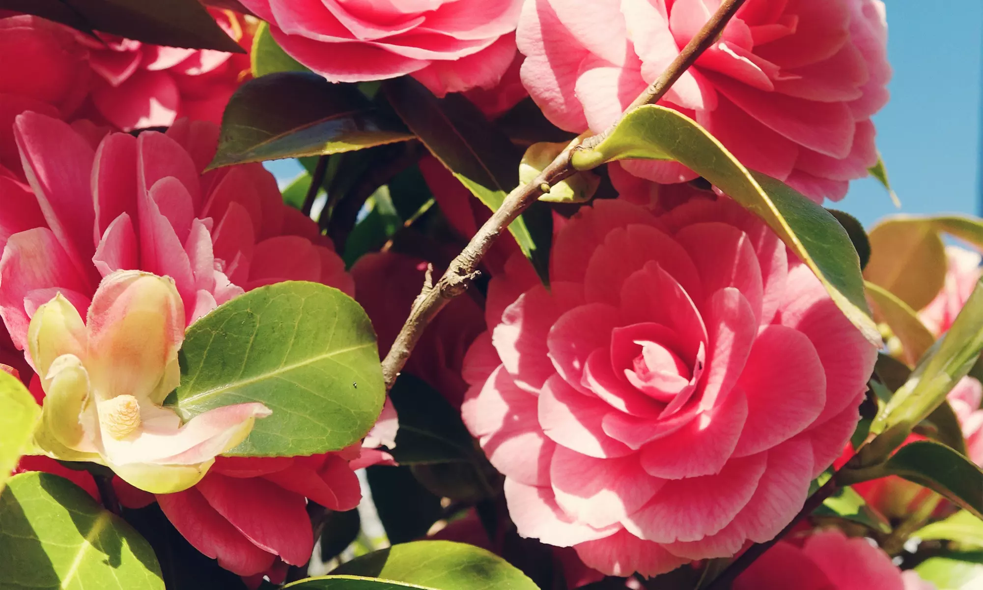 1 ou 2 lots de 3 Camélias japonais