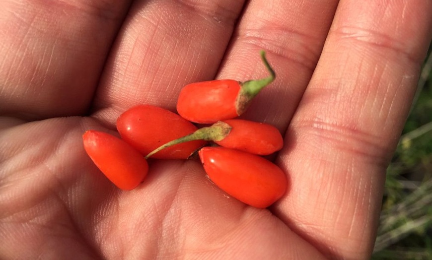 Image 7: Goji Berry - No.1 Lifeberry - 1 or 2 Potted Plants


