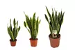 Planta de Sansevieria en diferentes tamaños - Second Medium