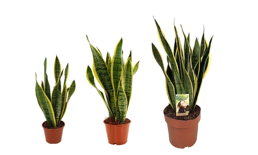 Image 3: Pianta Sansevieria