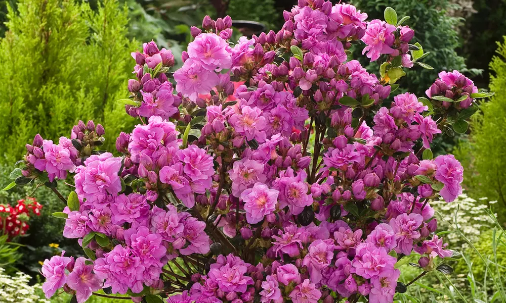 Lot de 3, 4 ou 8 azalées