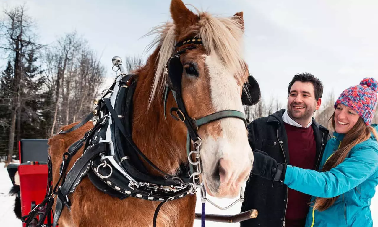 Hay Ride on December 15, or Carriage Ride on December 31 at Denver Equestrians (Up to 17% Off) - Primary Image