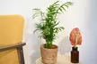 One, Two or Three Mixed Easy Care Houseplants - Second Medium