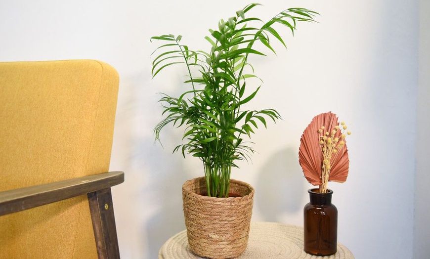 Image 3: Mixed Easy Care Houseplants