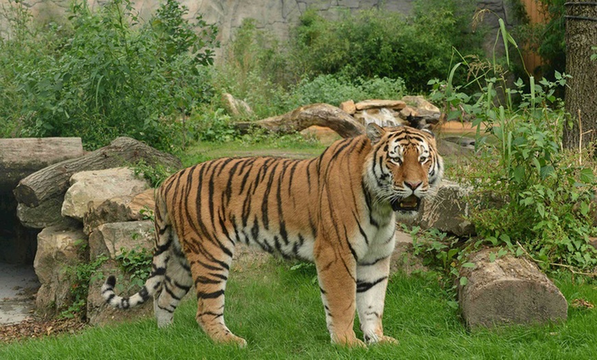 Image 5: Tiere hautnah erleben: Eintritt in den Allwetterzoo für Groß / Klein