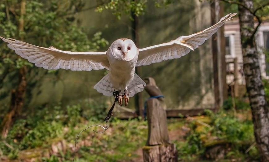 Image 2: Two-Hour Owl Experience