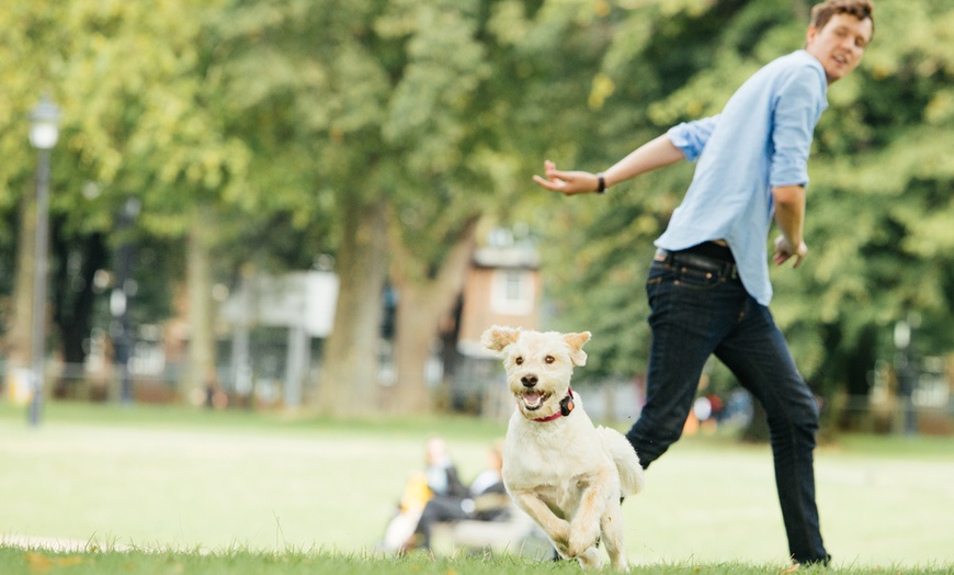 Image 6: PitPat Dog Activity Monitor