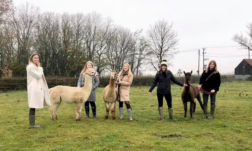 Image 1: Alpaca walk And Afternoon Tea at Buttercups Tea Rooms