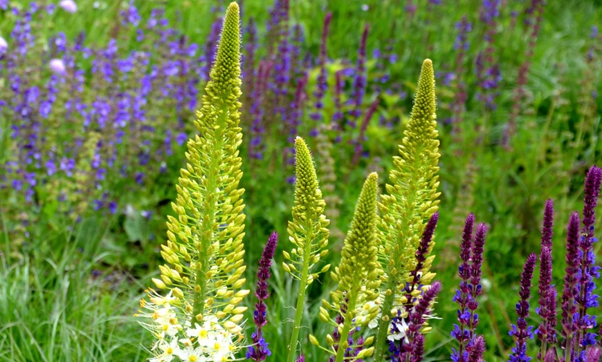 Image 5: Pack of Six Salvia Potted Plants 