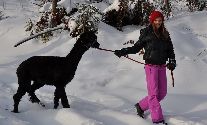 Image 7: Bis zu 3 Std. Alpaka-Wanderung für 2 Personen oder 1 Familie