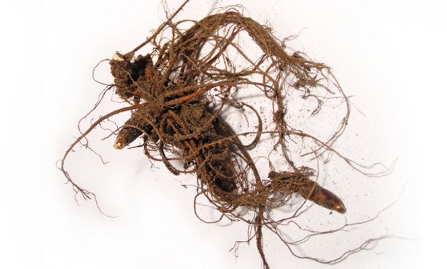 Image 10: 4 or 12 Asclepias Collection Bare Roots
