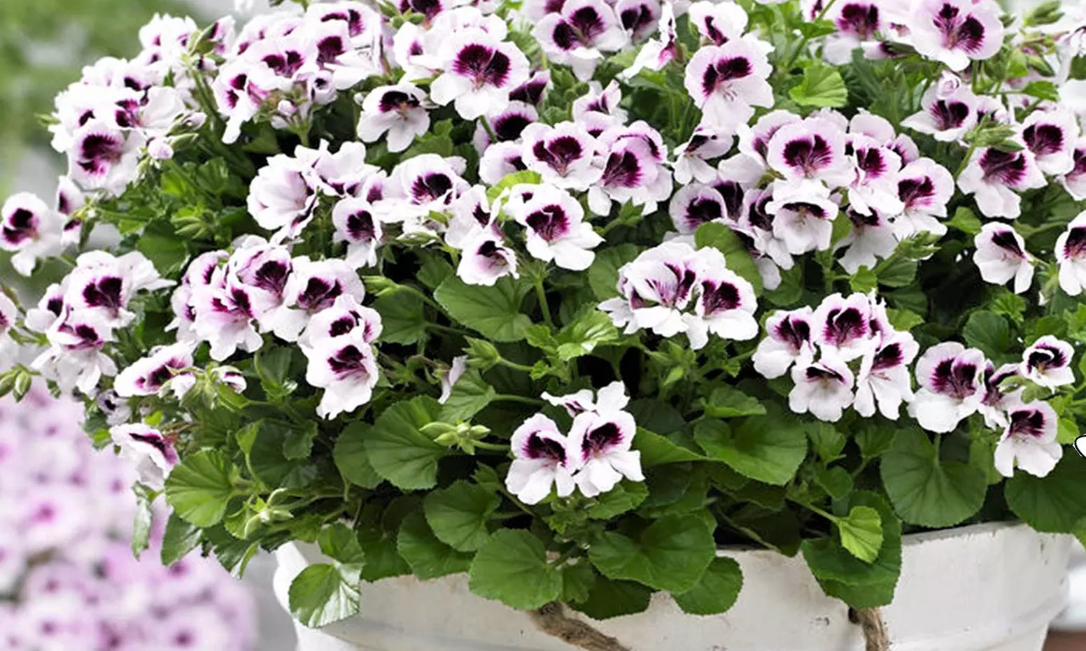 6 plants de géranium citron Pelargonium 20-30 cm, livrés en pot - Primary Image