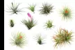 Lot de 6 ou 12 plantes aériennes "Tillandsia" avec livraison offerte - Image 5