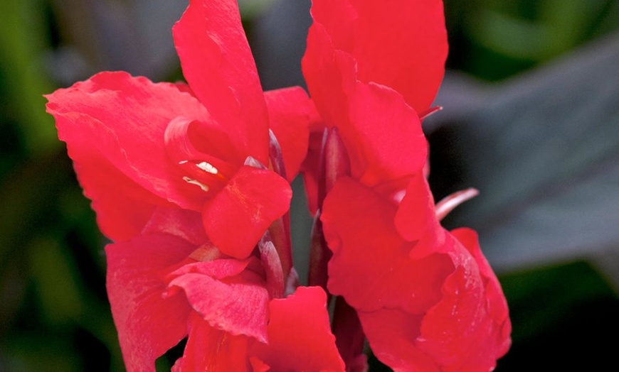 Image 2: Canna Cannova Bronze Orange or Scarlet Potted Plants