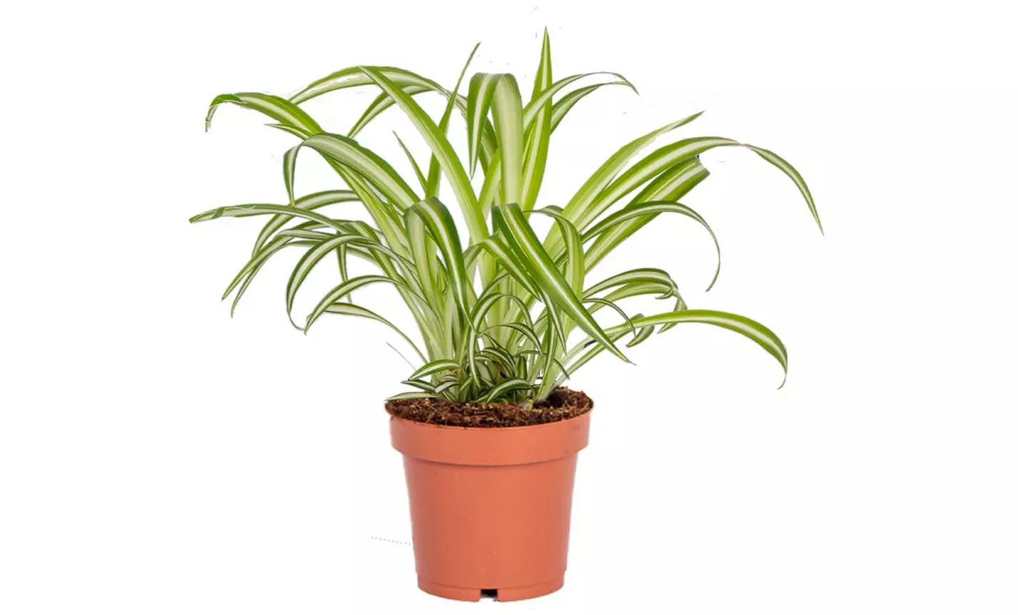 Set van 4 luchtzuiverende planten