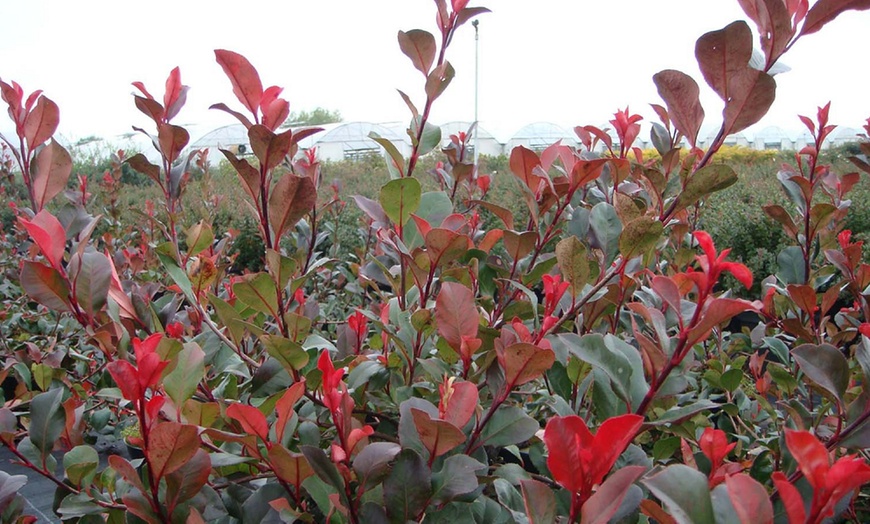 Image 8: One or Two Photinia Little Red Robin Standard Tree