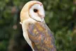 Two-Hour Owl Experience with Hot Drink and Homemade Cake for One or Two at West Sussex Falconry (Up to 53% Off) - Second Medium