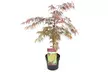 1x oder 2x Dunkelroter Schlitzahorn (Acer palmatum) 'Garnet' - Second Medium