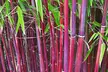 3, 6 oder 9 Pflanzen Roter Bambus „Chinese Wonder“, optional mit Bambus-Dünger - Second Medium