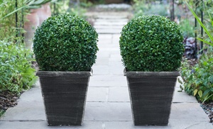 Up to Two Buxus Sempervivum Ball Plants with Optional Biscotti Planter