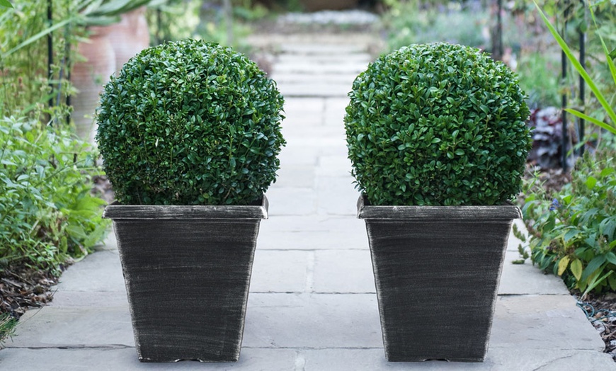 Image 1: Up to Two Buxus Sempervivum Ball Plants with Optional Biscotti Planter