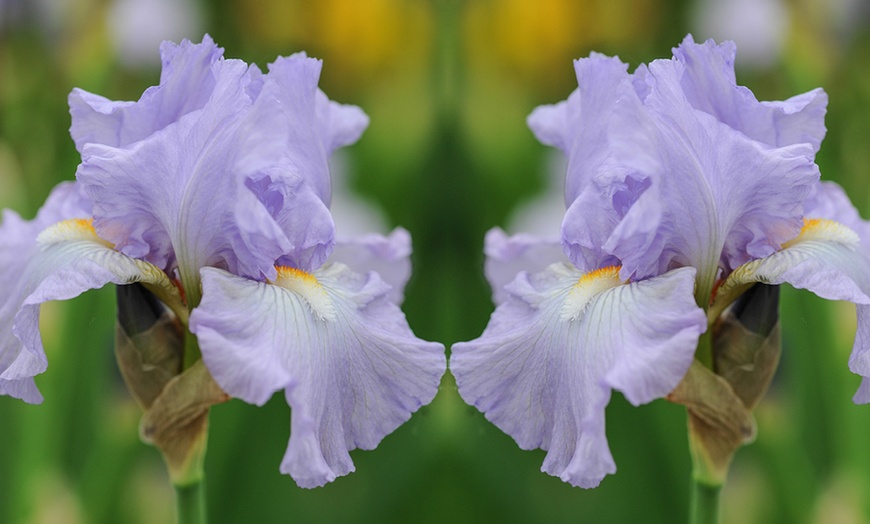 Image 9: Up to 10 Rhizomes of Iris Re-Blooming Collection