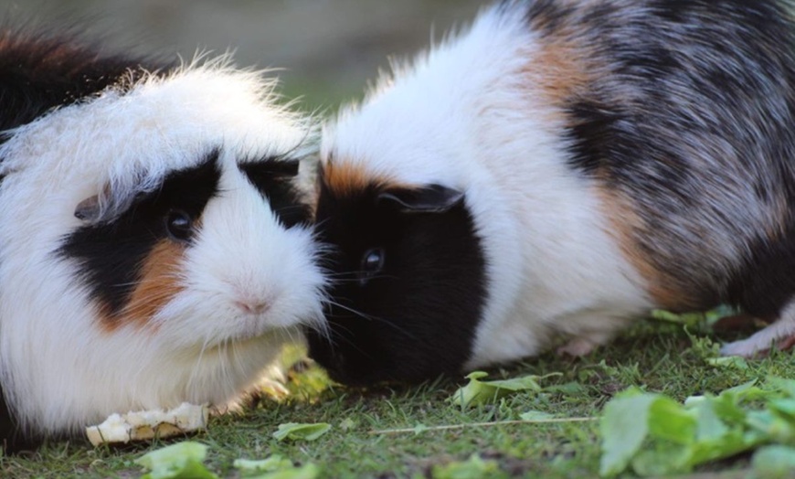 Image 8: Cream Tea and Sandwich at Ferne Animal Sanctuary