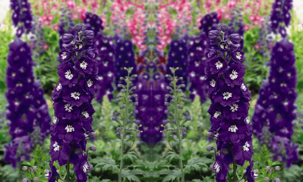 12 or 24 Delphinium Dark Blue and White Bee Perennial Plug Plants