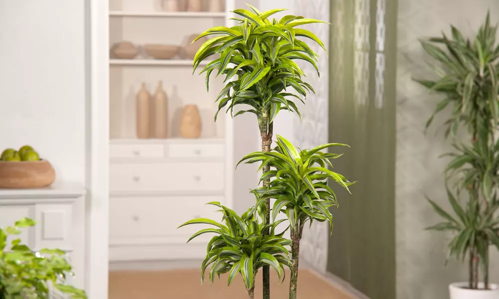 Drácena limón con maceta de Rootz - Primary Image