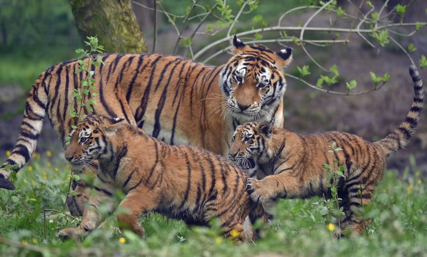 Image 2: Explorez l'incroyable faune sauvage au Lumigny Safari Réserve