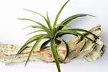 Mezcla de 6 o 12 plantas de aire Tillandsia - Second Medium