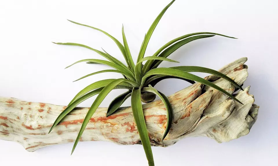 Mezcla de plantas de aire Tillandsia
