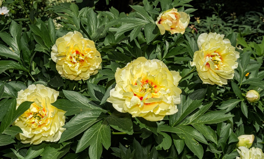 Image 4: Peony Itoh ‘Bartzella’ or ‘Hilary’ - Potted Plants in 2 Litre Pots