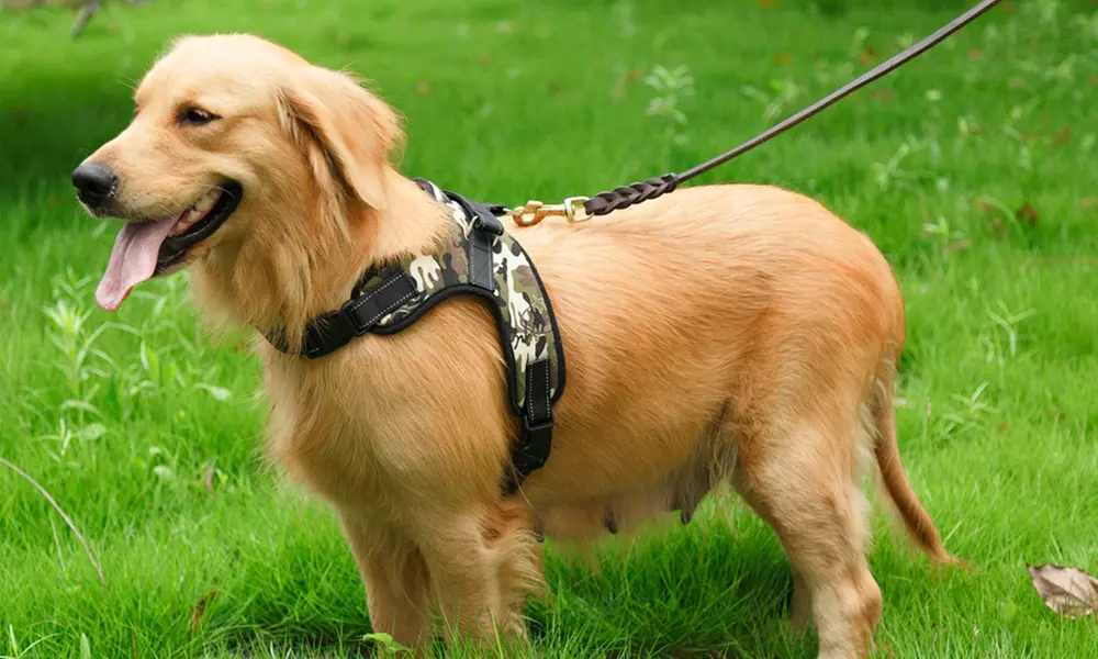Hundegeschirr in der Farbe der Wahl - Primary Image