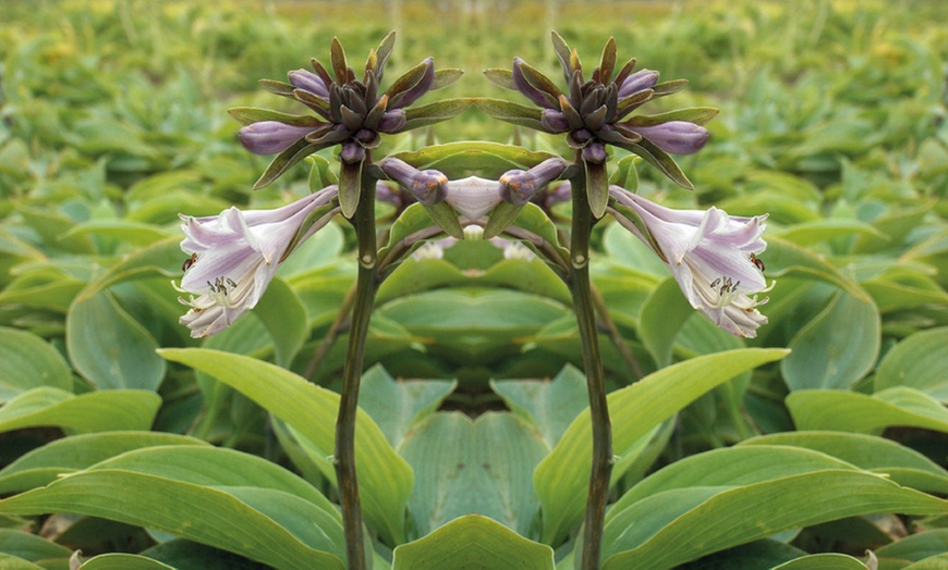 Image 1: Hosta Plant Roots