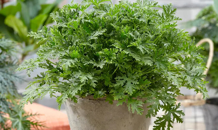 3er-Set Duftgeranien gegen Mücken