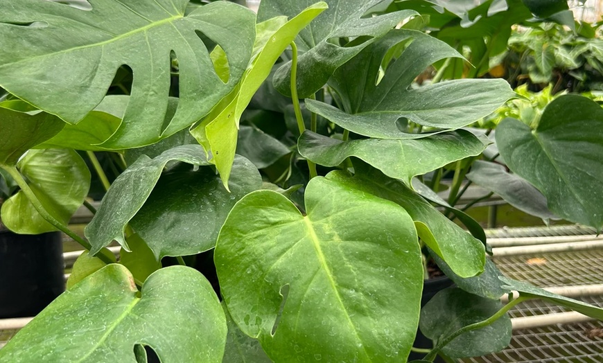 Image 13: Monstera Split Leaf from House Plant Shop with Free Shipping (Up to 15% Off)