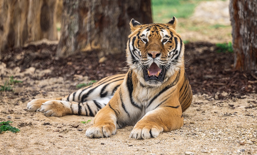 Image 4: Entrées adulte et enfant au choix au Zoo Refuge La Tanière 