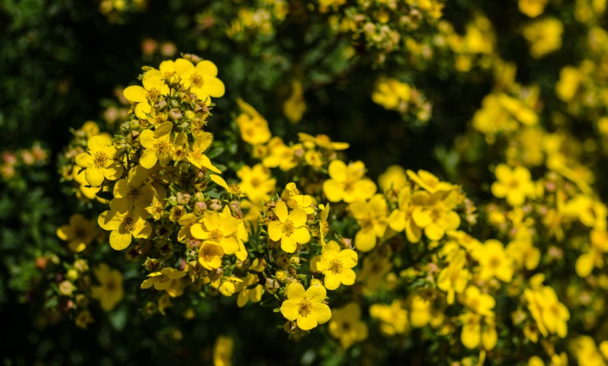 Image 6: Hardy Shrub Collection Plants