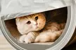 District 70 Can Cardboard Cat Scratcher - Second Medium