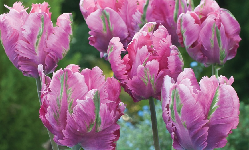 Image 2: 16, 32 or 64 Parrot Tulip Mixed Bulbs