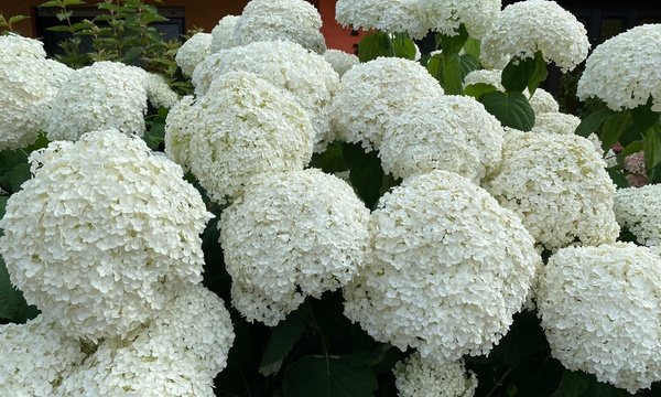 Hortensia Hydrangea 