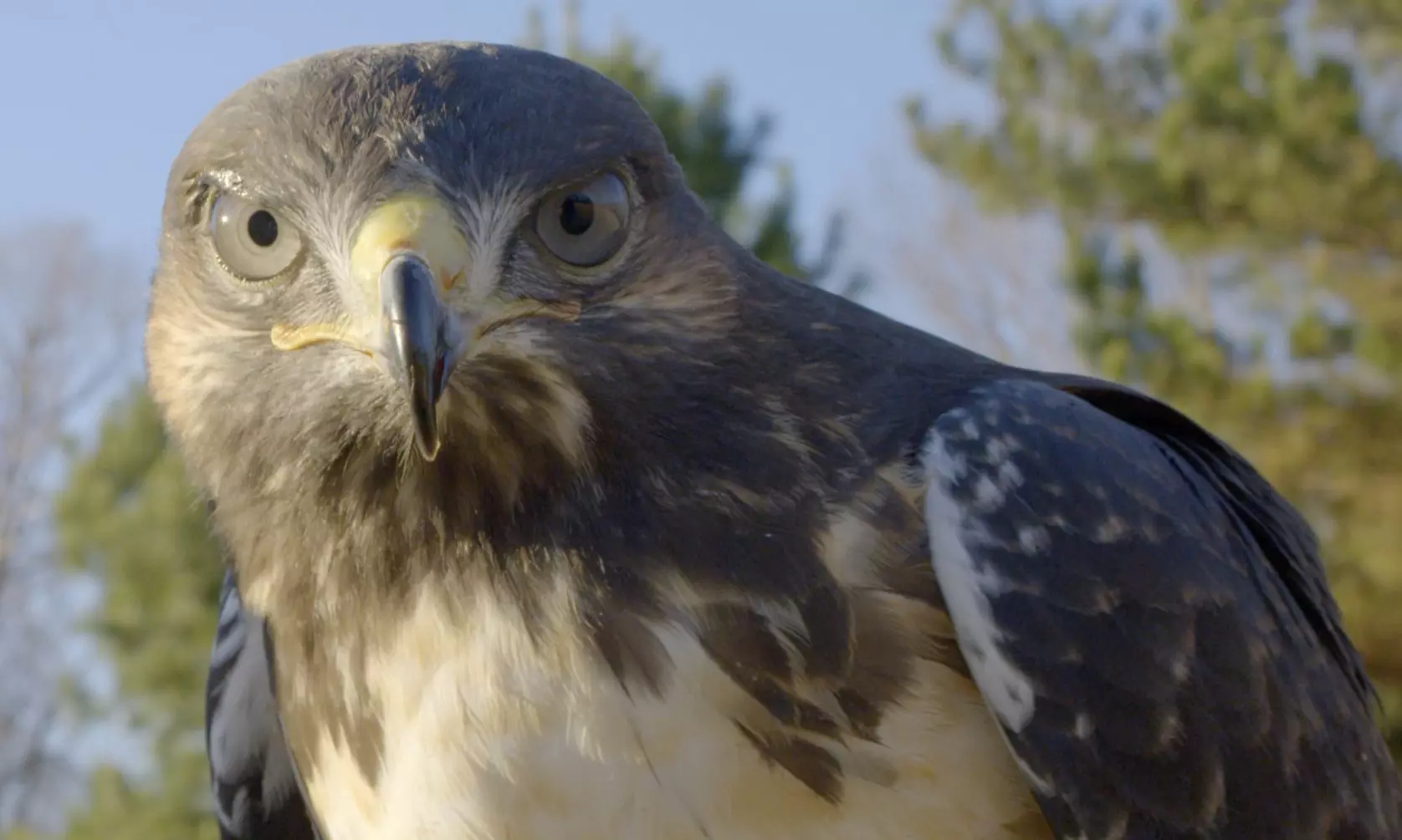 Up to 23% Off on Outdoor Photography at Wing Blade Falconry