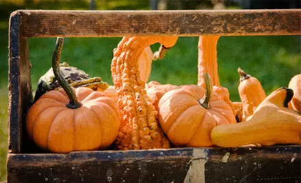 Daytime Farm Visit for Four or Six with Corn Maze, Hay Rides, and More at Mr. Pumpkin (Up to 55% Off) - Primary Image