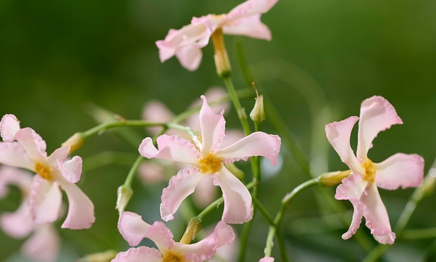 Image 2: Scented Jasmine Star of Milano - One or Three Potted Plants